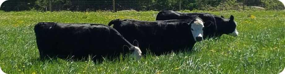 Beef