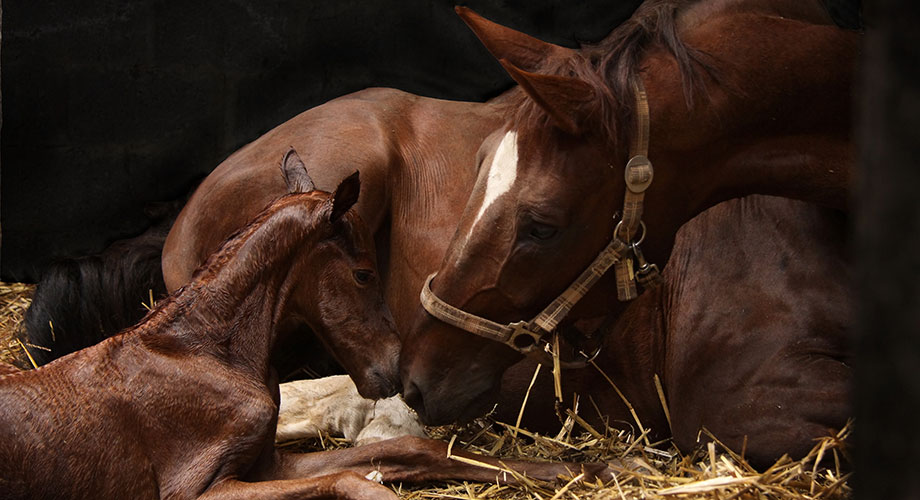 Animal Bedding