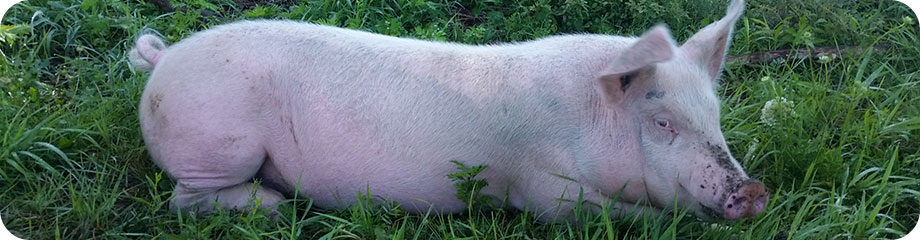Pork
