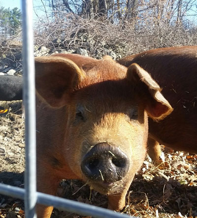 Duroc pigs at Hubbard's Farm