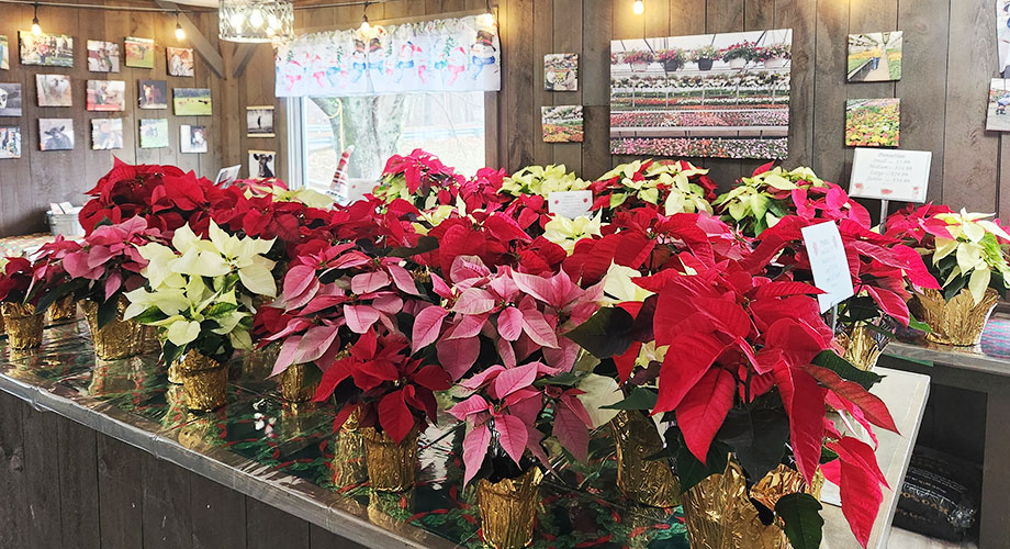 HF_Poinsettias3.jpg