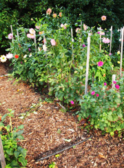 mulch walkway