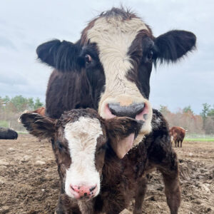 Join our Email List Cows
