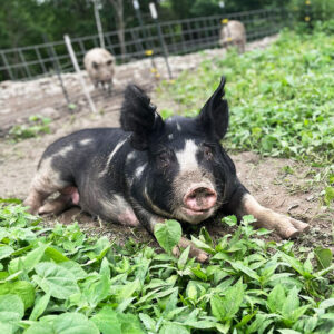 Little Pig